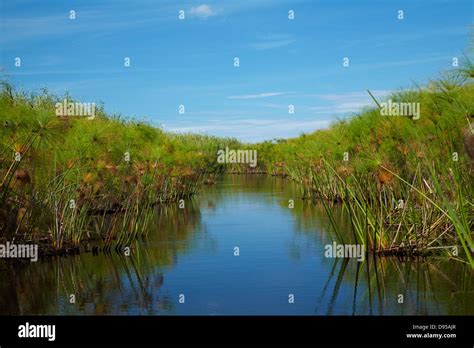 Papyrus Reeds High Resolution Stock Photography and Images - Alamy