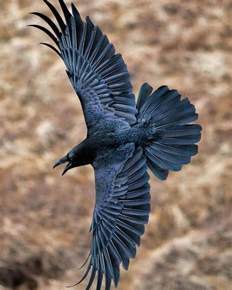 raven in flight - Google Search | Beautiful birds, Pet birds, Raven bird