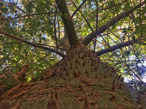 Ceiba Was the Maya Symbol of the Universe