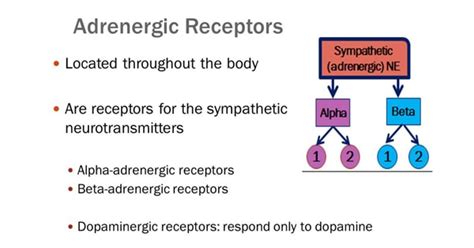 ALPHA ADRENERGIC RECEPTORS copy - New