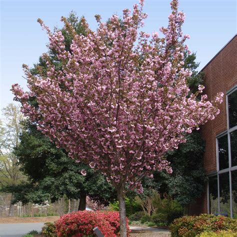 Kwanzan Cherry Trees for Sale | BrighterBlooms.com