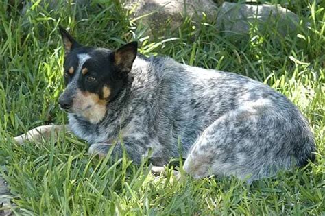 150+ Blue Heeler Names from the Land Down Under!