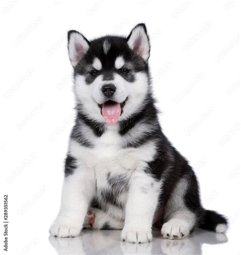 Cute fluffy Siberian Husky puppy on a white background, black and white ...