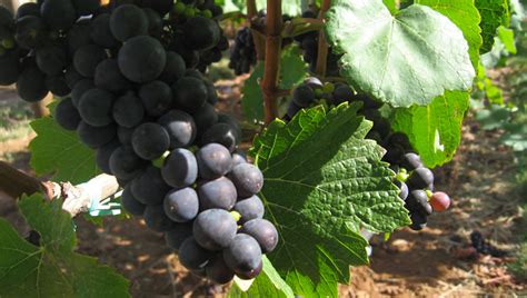 Pinot Noir Grapes Reveal 700-Year Climate Record | Inside Science