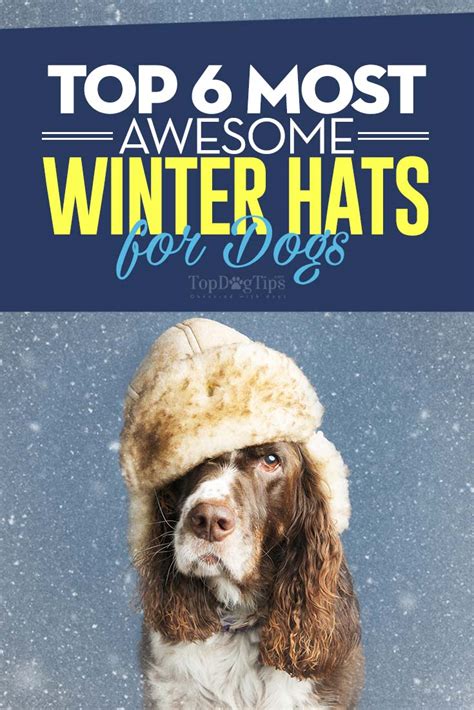 Top 6 Best Winter Hats for Dogs with Style and Warmth