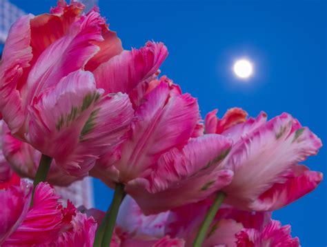 Download Nature Close-up Moon Pink Flower Flower Tulip HD Wallpaper