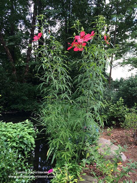 Swamp Mallow (Hibiscus coccineus): Hardy Native for Wet Soils