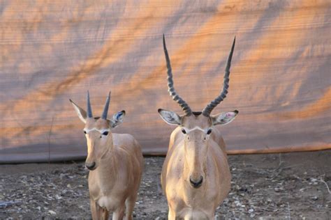 The Critically Endangered Hirola Order: Artiodactyla Family: Bovidae Subfamily: Alcelaphinae ...