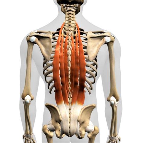 Multifidus And Erector Spinae Muscles