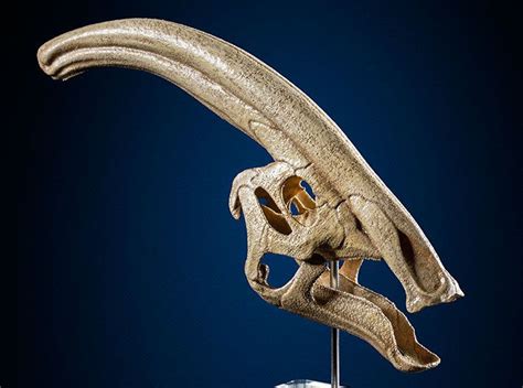 Parasaurolophus - dinosaur skull replica by DinoReplicas on | Dinosaur skeleton, Animal skulls ...