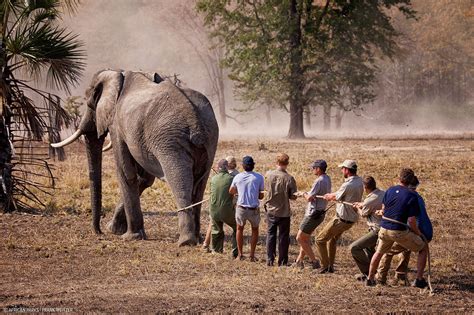 Prince Harry Helps Move Hundreds of Elephants: Pics | Us Weekly