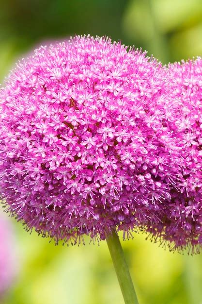 Premium Photo | Allium flowers