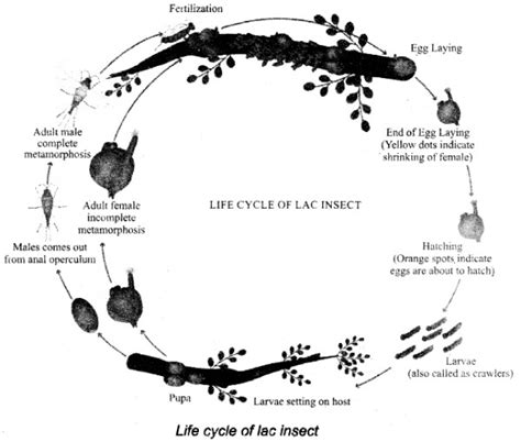 Write an account of the life cycle of the ‘Lac’ insect with a simple sketch. - Sarthaks eConnect ...