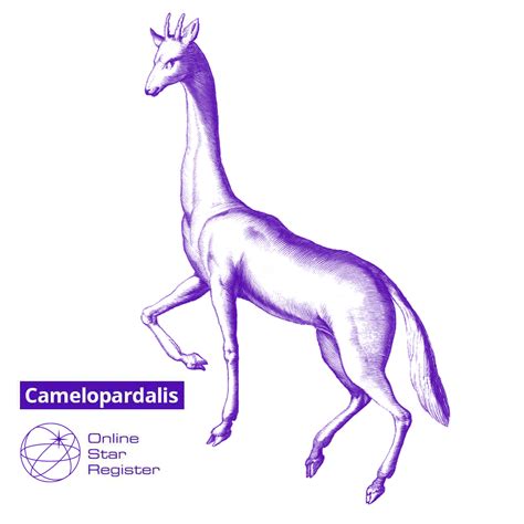 Constellation Camelopardalis: gift, map, coordinates and explanation