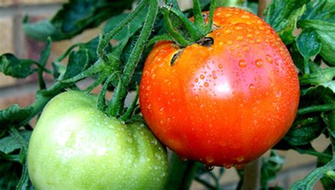 Tomatoes | Garden Guides