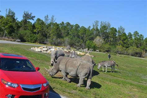 Lion Country Safari | Explore Palm Beach