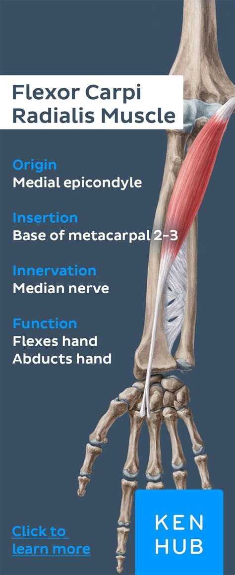 Common Flexor Tendon Anatomy