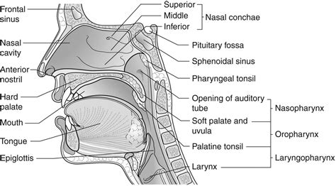 Sinus Ears Nose And Throat Anatomy