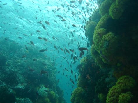 Best Diving sites in Anilao, Batangas – Philippines Scuba dive reviews by Divezone