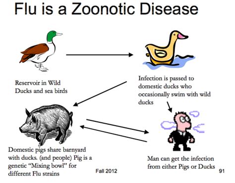 Lec 2: Global & Zoonotic Diseases Flashcards | Quizlet