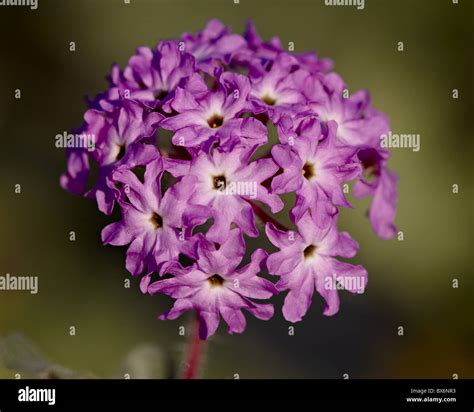 Desert Sand Verbena (Abronia villosa), Anza-Borrego Desert State Park, California, United States ...