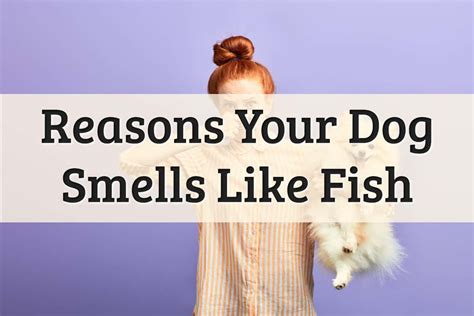 What Causes Dog Fishy Breath