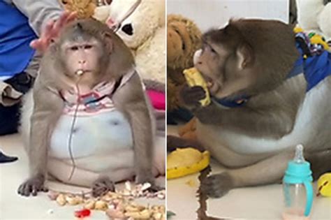 Obese monkey 'Godzilla' fat-shamed into rehab