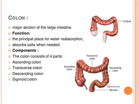 Human digestive system