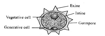 [Kannada Solution] Explain the structure of pollen grains in Angiosper