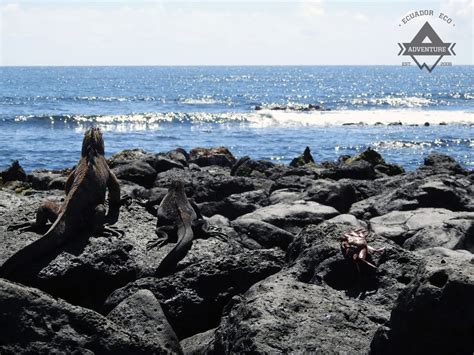 Galapagos Islands Last Minute Island Hopping Tours (Departures January ...