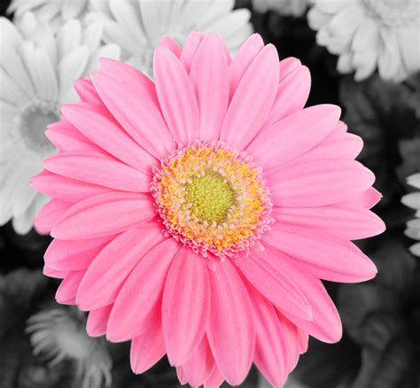 Flower Pink Gerbera Daisy Free Stock Photo - Public Domain Pictures
