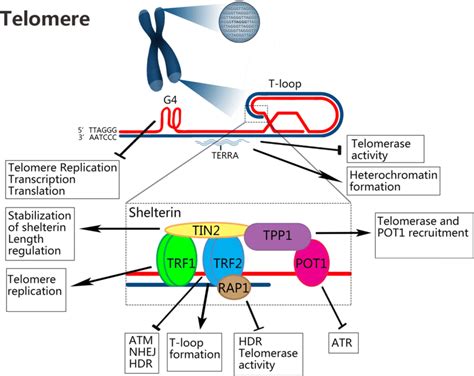 Telomere