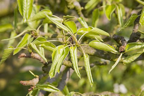 Leaf curl on young pear foliage