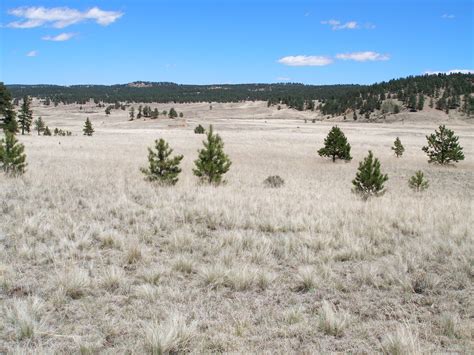 Petrified Forest Loop - GO HIKE COLORADO