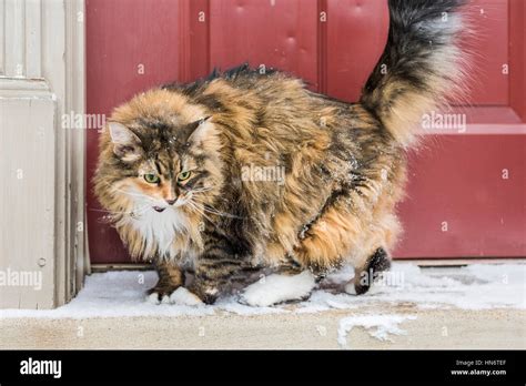 Angry calico maine coon cat with green eyes meowing standing outside by red door with snow Stock ...