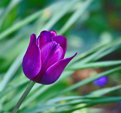 Purple Tulip Photograph by Martin Morehead