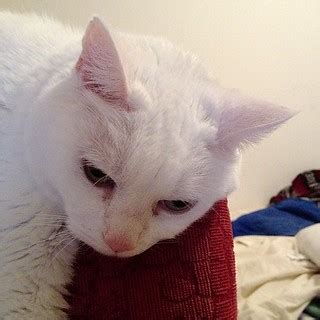 #cat #kitty #pet #white #siouxfalls #southdakota Bailey pe… | Flickr