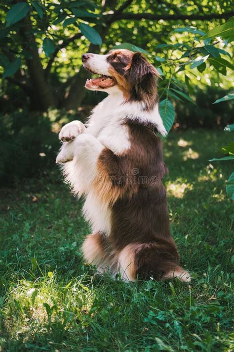 Trained Aussie Dog Sitting Up, Doing Sit Pretty Trick. Australian Shepherd Showing Skills at a ...