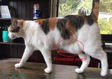 Primordial Pouch (Cat Belly Flap) in Cats - Cat-World