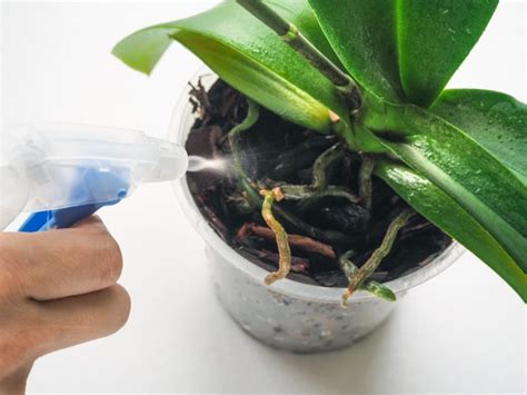 Specialist Orchid Sellers Share 10 Essential Watering Tips To Keep Your Plant Happy ...