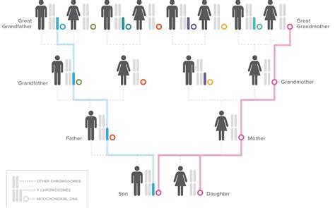 DNA Testing for Genealogy – Close Ancestry