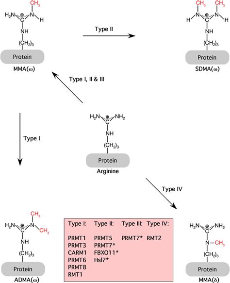 Methyl Group | Semantic Scholar