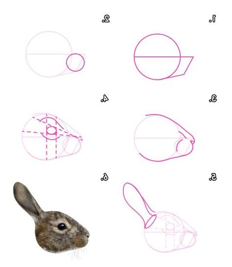 Rabbit Head Drawing at PaintingValley.com | Explore collection of Rabbit Head Drawing