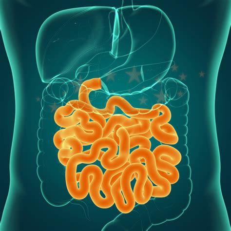 All about the small intestine | MooMooMath and Science