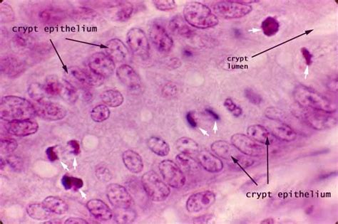 Histology at SIU