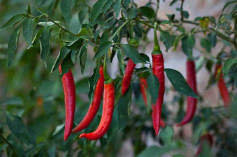 Types of Peppers, Explained: Heat Levels of Different Chili Peppers - Thrillist