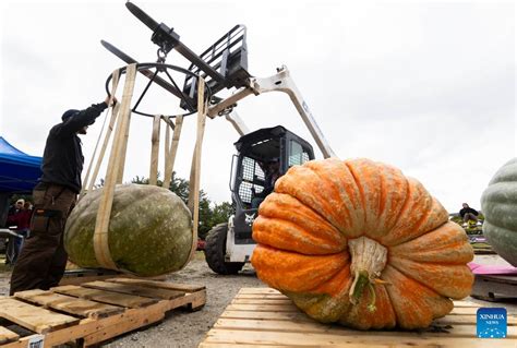 Giant pumpkin contest held in Ontario, Canada - Global Times