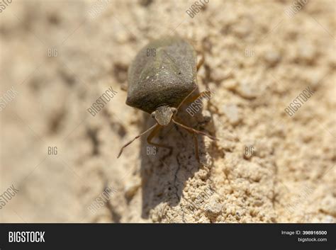 Macro Image Forest Bug Image & Photo (Free Trial) | Bigstock