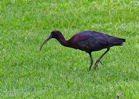 Glossy Ibis - Wildlife - Photo.net