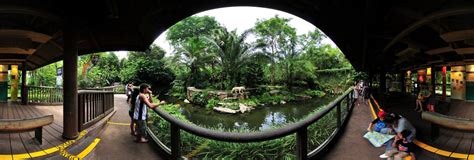 Singapore Zoo - White tigers 360 Panorama | 360Cities